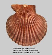 Mimachlamys spinicostata  (3)